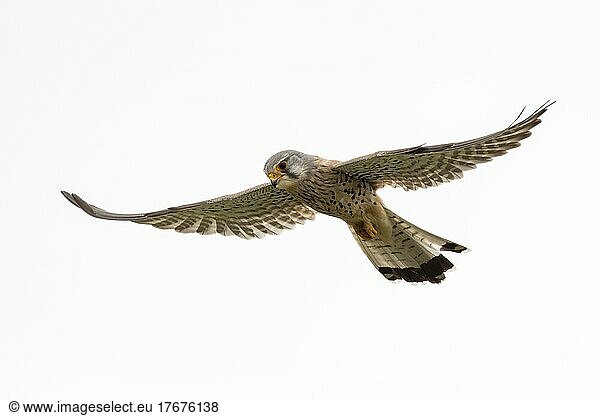 Common kestrel (Falco tinnunculus)  male  spying for prey in shaking flight  Lower Austria  Austria  Europe