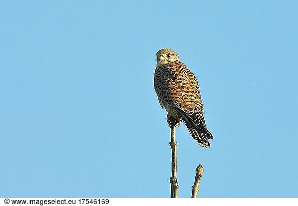 Common kestrel (Falco tinnunculus)  sitting on the top of an european ash (Fraxinus excelsior) and spying for prey  Lower Rhine  North Rhine-Westphalia  Germany  Europe