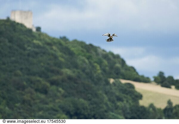 Common kestrel (Falco tinnunculus) spies on prey in shaking flight  Département Haut-Rhin  Alsace  France  Europe