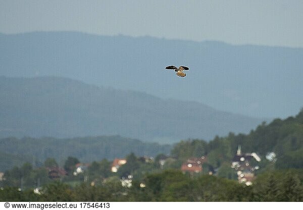 Common kestrel (Falco tinnunculus) spies on prey in shaking flight  Département Haut-Rhin  Alsace  France  Europe