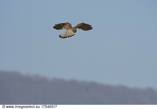 Common kestrel (Falco tinnunculus)  spying for prey in shaking flight  Département Haut-Rhin  Alsace  France  Europe