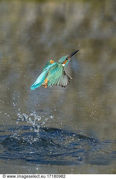 Common kingfisher (Alcedo atthis)  emerges from water after hunting  Lower Saxony  Germany  Europe