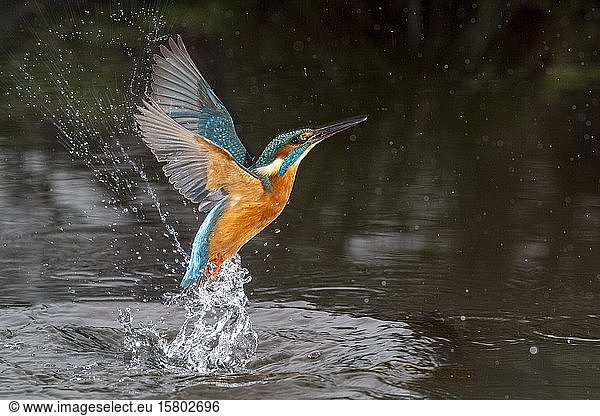 Common kingfisher (Alcedo atthis)  starts from the water  Hesse  Germany  Europe