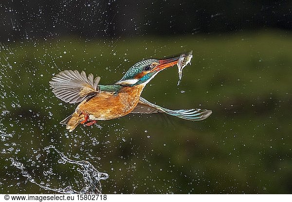 Common kingfisher (Alcedo atthis)  starts with fish from the water  Hesse  Germany  Europe
