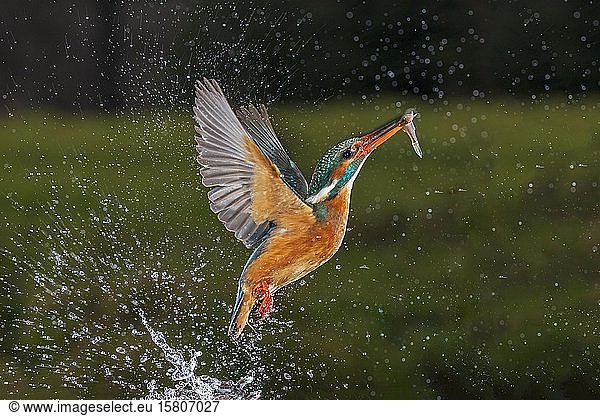 Common kingfisher (Alcedo atthis)  starts with fish from the water  Hesse  Germany  Europe