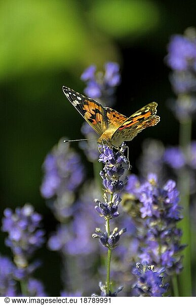 Common lavender (Lavandula angustifolia) Butterfly : Thistle butterfly with lavender