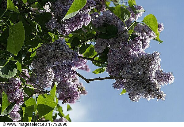 Common lilac (Syringa vulgaris)  Kempen  NRW  Germany  Europe