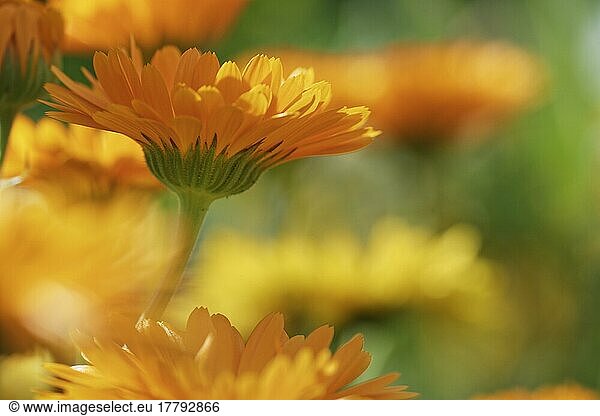 Common marigold (Calendula officinalis)  NRW  Germany  Europe
