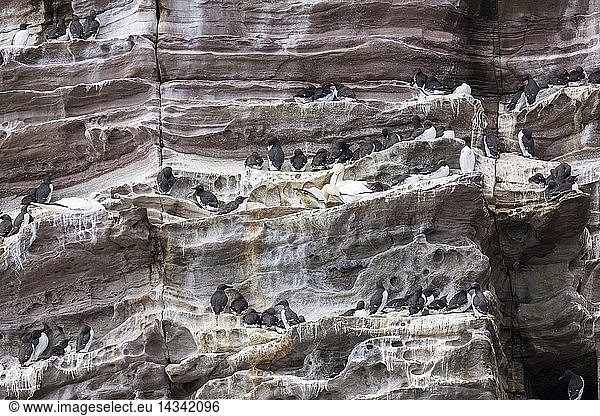 Common Murre (Uria aalge)  cliffs of the Noss national Nature Reserve. Europe  Great Britain  Scotland  Northern Isles  Shetland  May