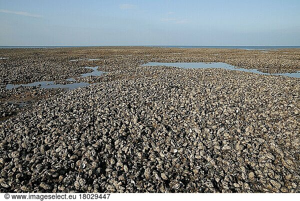 Common (Mytilus edulis) Mussel beds  exposed on beach at low tide  Hunstanton  Norfolk  England  United Kingdom  Europe