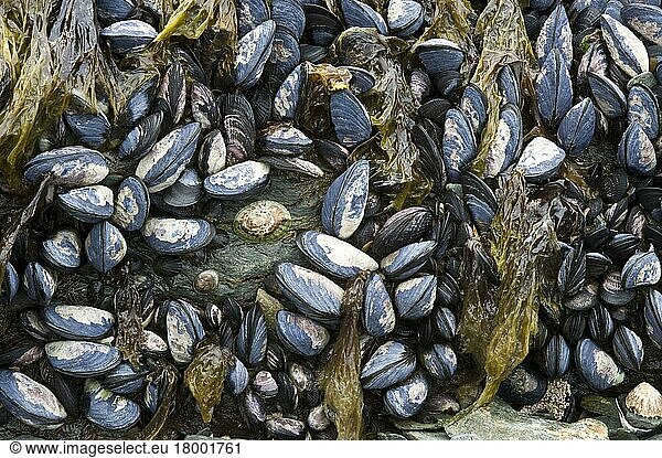 Common (Mytilus edulis) Mussel  Mussels  Other animals  Shells  Animals  Molluscs  Common Mussel adults  group on rocky shore  Logo Roca  Tierra del Fuego N. P. Southern Patagonia  Tierra del Fuego  Argentina  South America
