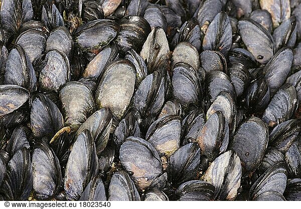 Common (Mytilus edulis) Mussel  Mussels  Other animals  Shells  Animals  Molluscs  Common Mussel adults  group on rocky shore  Newquay  Cornwall  England  United Kingdom  Europe