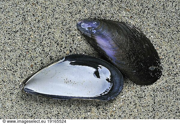 Common (Mytilus edulis) mussel shells  one half showing inside  on beach  Belgium  Europe