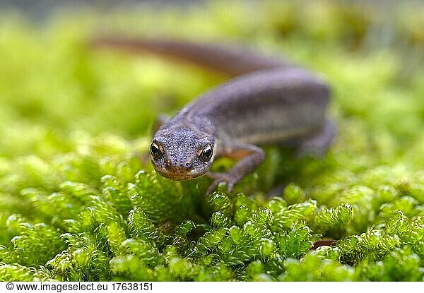 Common newt (Triturus vulgaris)  female in terrestrial habitat  on the way to spawning grounds  Oberhausen  Ruhr area  North Rhine-Westphalia  Germany  Europe