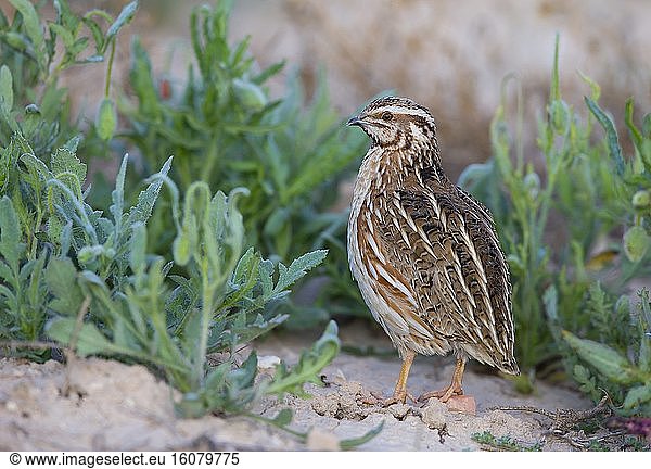 Common quail (Coturnix coturnix) Quail standing in a meadow  Spain  Spring
