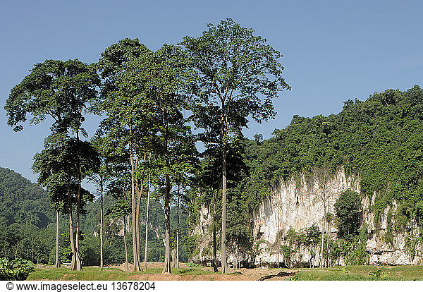 Common red-stem fig trees (Ficus variegata) growing on disturbed ground with a karst limestone hill in the background  near Ipoh  Perak  Malaysia.