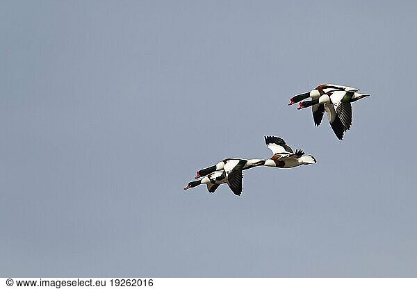 Common shelduck (Tadorna tadorna) the average flight speed of migrating animals is 95km h (Shelduck)  Common Shelduck in flight (Shelduck) (Mussel-Duck)