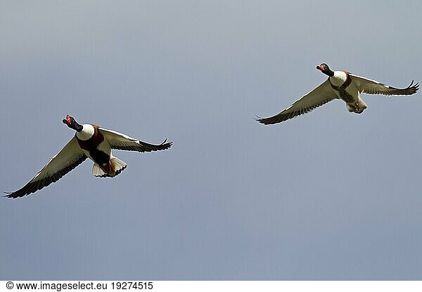 Common shelduck (Tadorna tadorna) the average flight speed of migrating animals is 95km h (Shelduck)  Common Shelduck the call is loud (Shelduck) (Mussel-Duck)