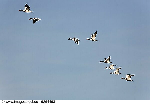 Common shelducks (Tadorna tadorna) is very eager to call in the breeding area (Shelduck)  Common Shelduck is common around the coastline of Great Britain (Shelduck) (Mussel-Duck)