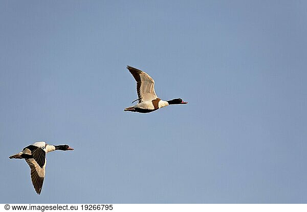 Common shelducks (Tadorna tadorna) is very eager to call in the breeding area (Shelduck)  Common Shelduck is common around the coastline of Great Britain (Shelduck) (Mussel-Duck)