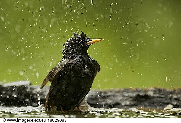 Common Starling (Sturnus vulgaris) adult female  breeding plumage  bathing in woodland pool  Hungary  Europe