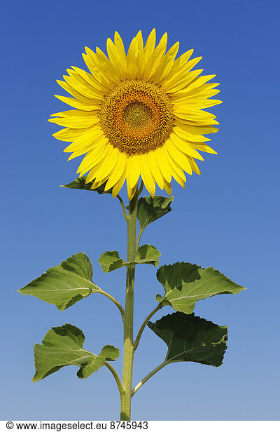 Common Sunflower (Helianthus annuus) against Clear Blue Sky  Tuscany  Italy
