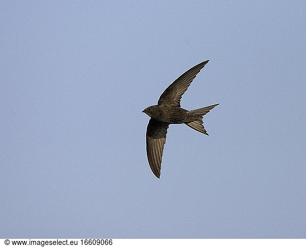 Common Swift flying; Gierzwaluw vliegend Common Swift flying ...