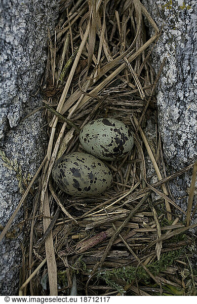 Common tern eggs on a nest at the Project Puffin site Eastern Egg Rock Island  Maine.