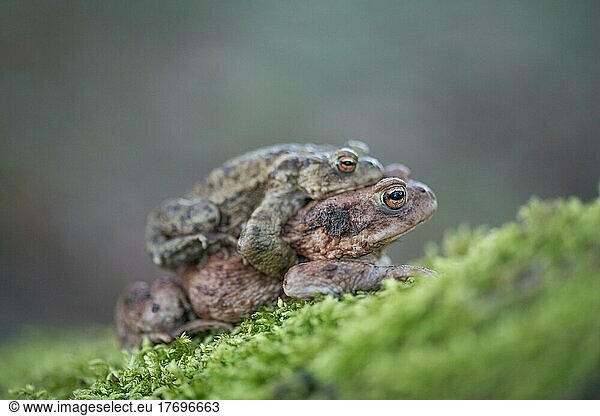 Common toad (Bufo bufo)  pair on the way to spawning grounds  North Rhine-Westphalia  Germany  Europe