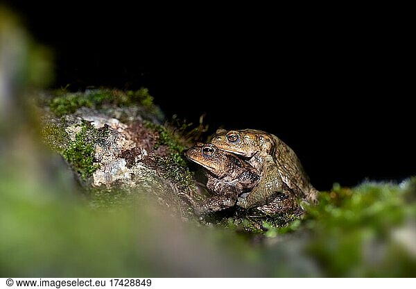 Common toad (Bufo bufo)  pair on the way to spawning grounds  Velbert  night photograph  North Rhine-Westphalia  Germany  Europe