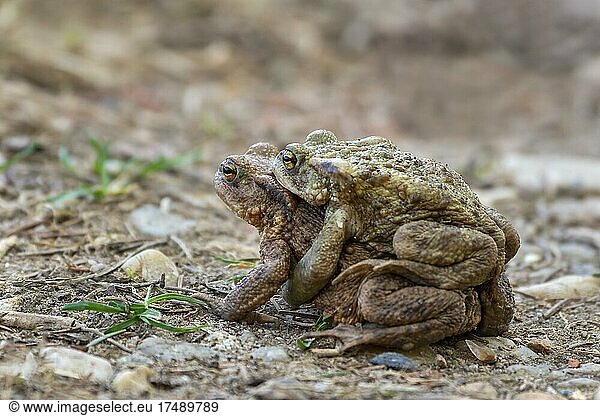 Common toad (Bufo bufo)  pair on the way to Spawning waters  Burgenland  Austria  Europe