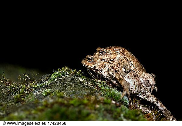 Common toad (Bufo bufo)  pair on the way to the spawning ground  night photograph  Velbert  North Rhine-Westphalia  Germany  Europe
