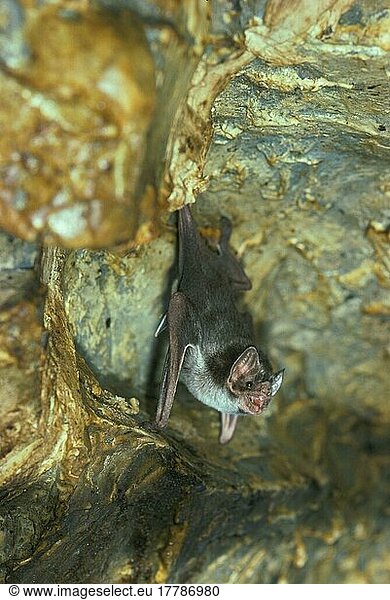 Common vampire bat (Desmodus rotundus)  Common vampires  Bats  Mammals  Animals  Vampire Bat captive