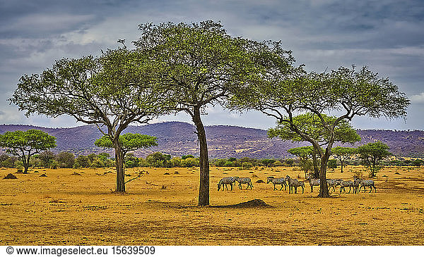 Common zebra (Equus quagga) on the savannah; Tanzania