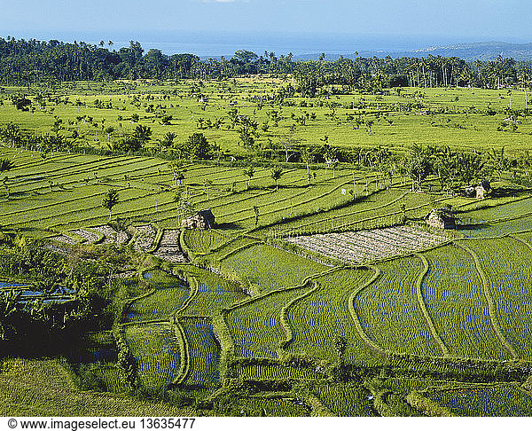 Communal rice paddy near Tirtagangga; Bali  Indonesia.