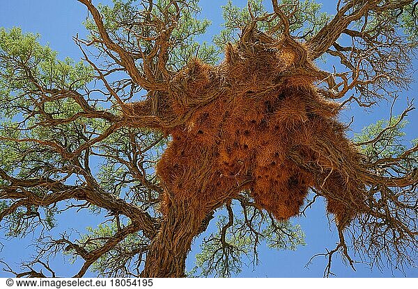 Community nest of settling weavers (Philetairus socius)  camel thorn (Vachellia erioloba) tree Sesriem Camping  Sesriem  Namib Naukluft National Park  Namibia  Republic of Namibia  Africa