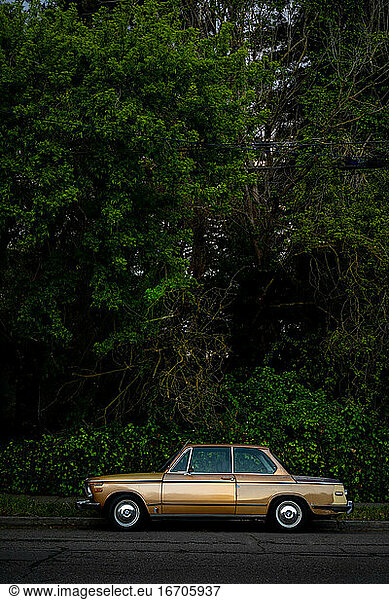 Compact gold car parked in front of wall of green shrubs and trees