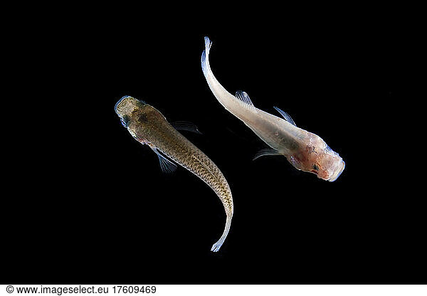 Comparison between a freshwater Molly fish found on the surface and a Molly fish found inside Cueva de Villa Luz.; Tabasco State  Mexico.