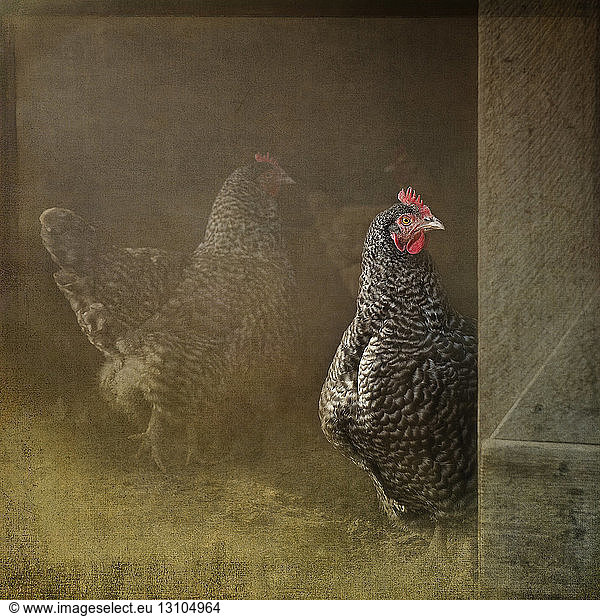 Composite image of a Plymouth Rock hen gazing out from a hen house