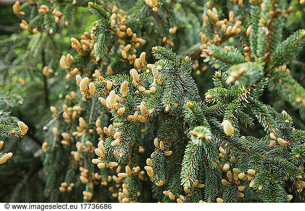 Cones growing on branches of spruce tree