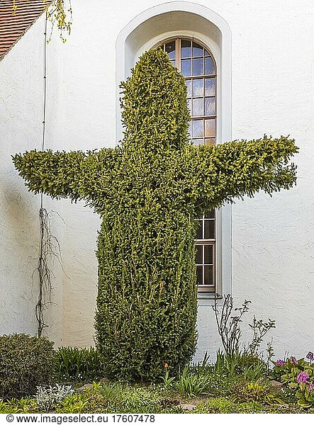 Conifer bush cut in the shape of a cross  at the Trinity Church in Zscheila  Meißen  Saxony  Germany  Europe