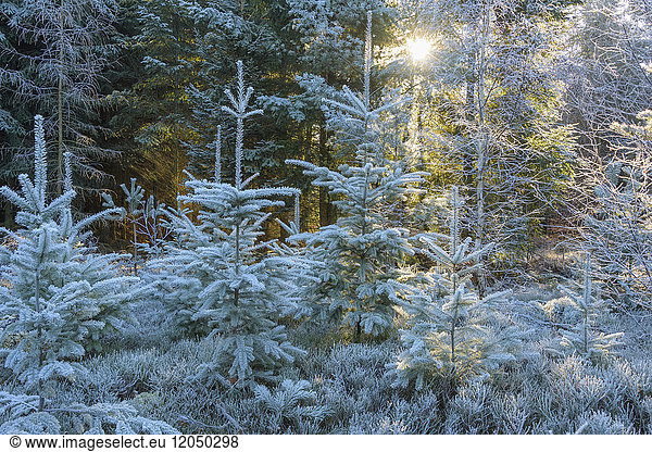 Coniferous forest with hoarfrost and sun shining through the trees in the Odenwald hills in Bavaria  Germany