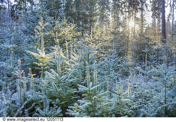 Coniferous forest with hoarfrost and sun shining through the trees in the Odenwald hills in Bavaria  Germany