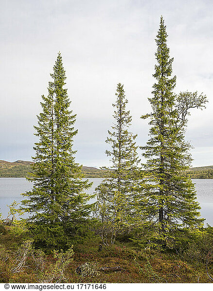 Coniferous Tree against lake at Sweden