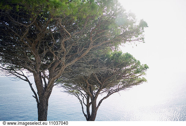 Coniferous tree by the ocean,  Italy.