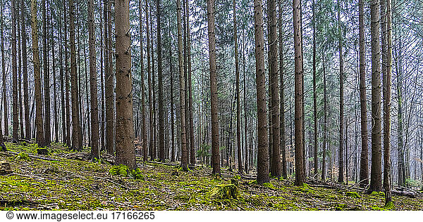 Coniferous trees at Swabian Jura during day