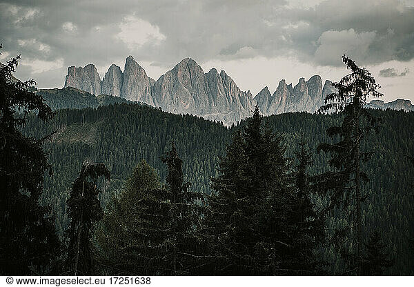 Coniferous trees by Dolomites mountain ranges in South Tyrol  Italy