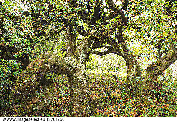 Contorted myrtle on Gunung Mutis a peak that rises to 2417 m  East Nusa Tenggara Province  West Timor  Indonesia