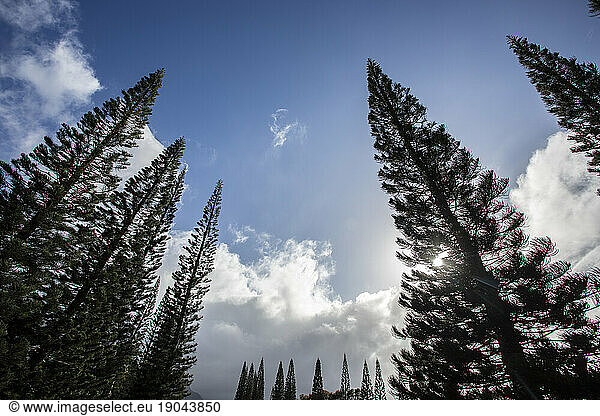 Cook pines silhouetted in Kauai sky