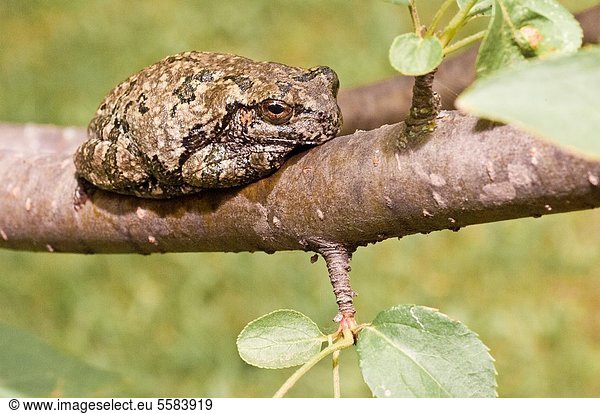 Cope´s grey tree frog  Hyla chrysoscelis  native the to United States